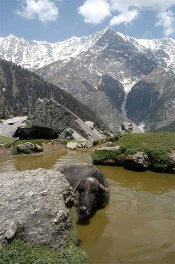 indian water buffalo